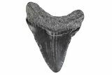 Juvenile Megalodon Tooth - South Carolina #370435-1